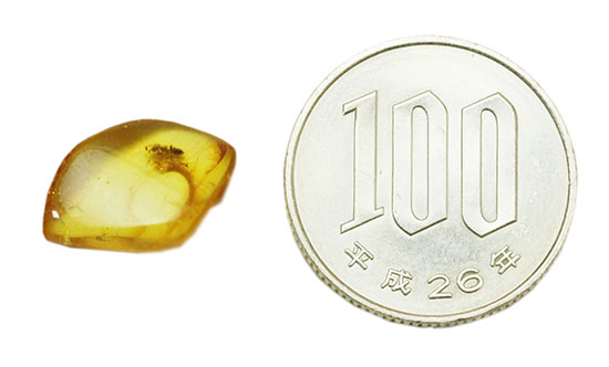 透明感が抜群。蟻が１匹内包された、約4000万年前のバルト海産琥珀(Amber)（その8）