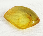 透明感が抜群。蟻が１匹内包された、約4000万年前のバルト海産琥珀(Amber)