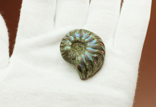 爽やかなブルー色主体で光る、マダガスカル産イリデッセンスアンモナイト(Ammonite)（その10）