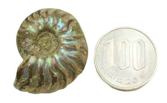 爽やかなブルー色主体で光る、マダガスカル産イリデッセンスアンモナイト(Ammonite)（その11）