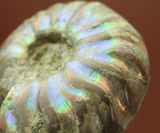 爽やかなブルー色主体で光る、マダガスカル産イリデッセンスアンモナイト(Ammonite)（その2）