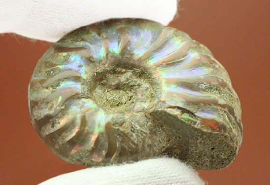 爽やかなブルー色主体で光る、マダガスカル産イリデッセンスアンモナイト(Ammonite)（その4）