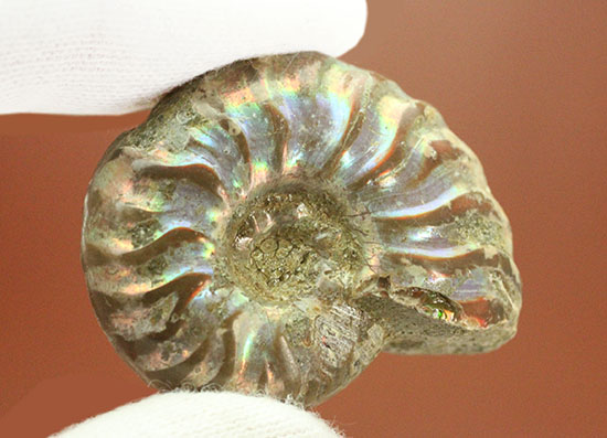爽やかなブルー色主体で光る、マダガスカル産イリデッセンスアンモナイト(Ammonite)（その5）