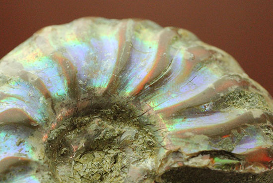 爽やかなブルー色主体で光る、マダガスカル産イリデッセンスアンモナイト(Ammonite)（その7）