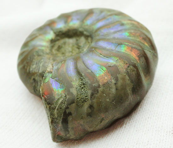 爽やかなブルー色主体で光る、マダガスカル産イリデッセンスアンモナイト(Ammonite)（その8）