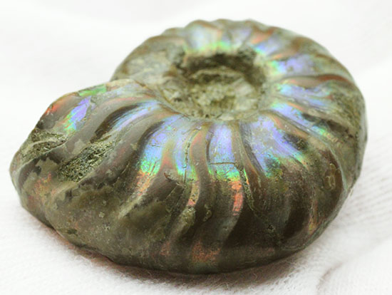 爽やかなブルー色主体で光る、マダガスカル産イリデッセンスアンモナイト(Ammonite)（その9）