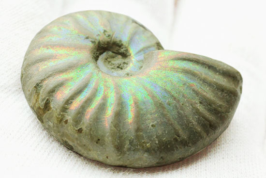 ホワイト調です。表面が柔らかな色で輝く、光るアンモナイト(Ammonite)（その2）