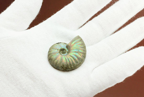 ホワイト調です。表面が柔らかな色で輝く、光るアンモナイト(Ammonite)（その6）