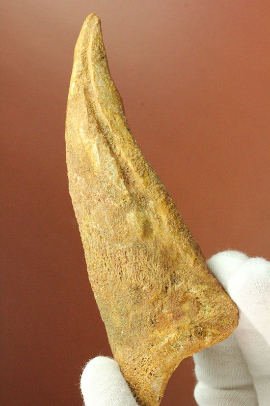 巨大!マニア垂涎の逸品!丸々と分厚いスピノサウルスの成体の爪化石(その1)