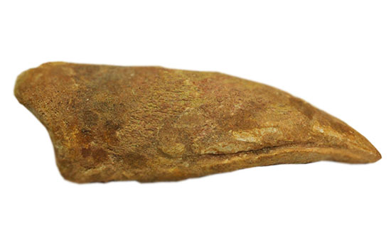 巨大！マニア垂涎の逸品！丸々と分厚いスピノサウルスの成体の爪化石（その13）