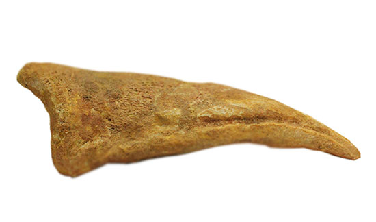 巨大！マニア垂涎の逸品！丸々と分厚いスピノサウルスの成体の爪化石（その14）