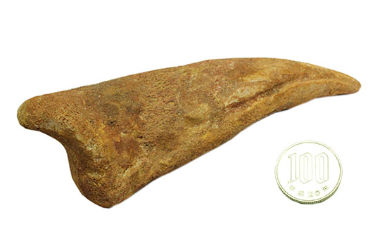巨大！マニア垂涎の逸品！丸々と分厚いスピノサウルスの成体の爪化石（その19）
