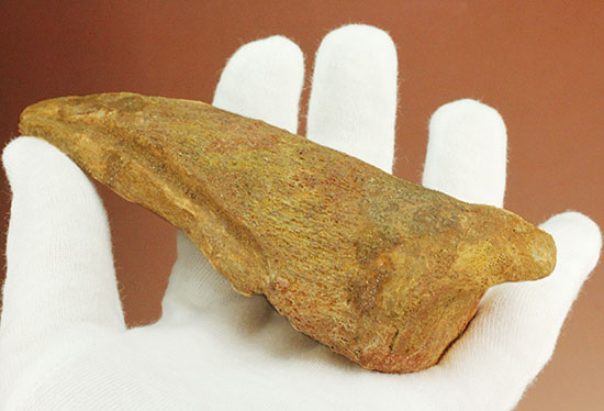 巨大！マニア垂涎の逸品！丸々と分厚いスピノサウルスの成体の爪化石（その3）
