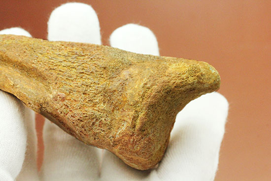 巨大！マニア垂涎の逸品！丸々と分厚いスピノサウルスの成体の爪化石（その5）
