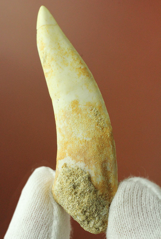 鋭い先端!絶滅古代魚、白亜紀エンコダスの歯化石(その2)