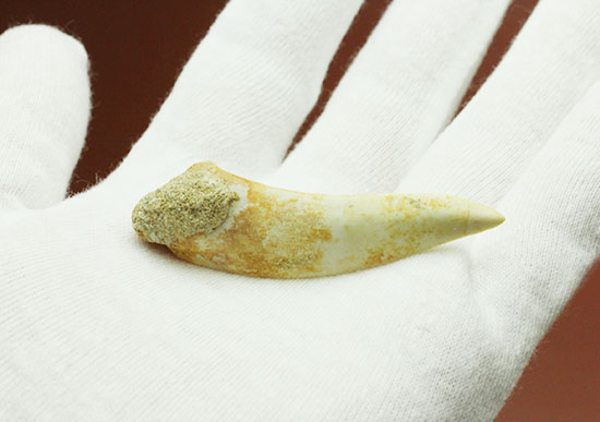 鋭い先端!絶滅古代魚、白亜紀エンコダスの歯化石(その3)