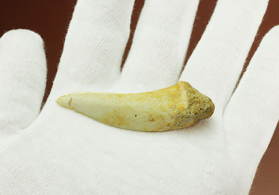 鋭い先端!絶滅古代魚、白亜紀エンコダスの歯化石(その5)