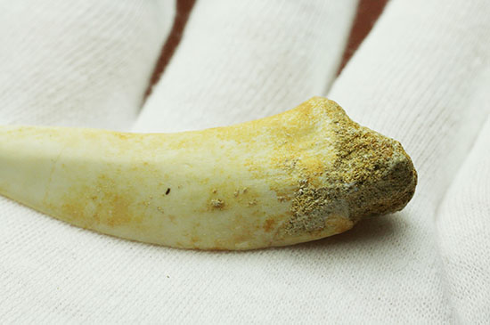 鋭い先端！絶滅古代魚、白亜紀エンコダスの歯化石 化石 販売