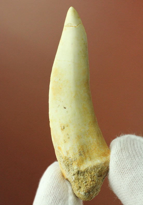 鋭い先端!絶滅古代魚、白亜紀エンコダスの歯化石(その8)