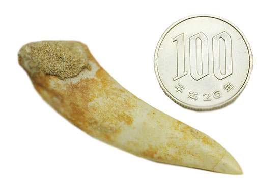 鋭い先端!絶滅古代魚、白亜紀エンコダスの歯化石(その9)