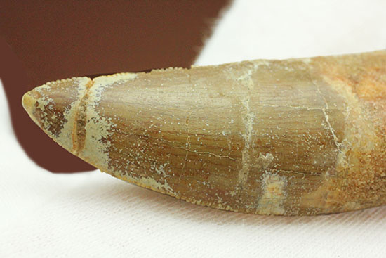 レア！ほぼ末端まで歯根が保存された、希少なカルカロドントサウルスの