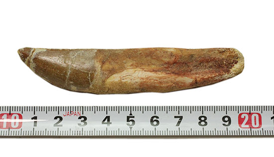 レア！ほぼ末端まで歯根が保存された、希少なカルカロドントサウルスの歯化石（その6）