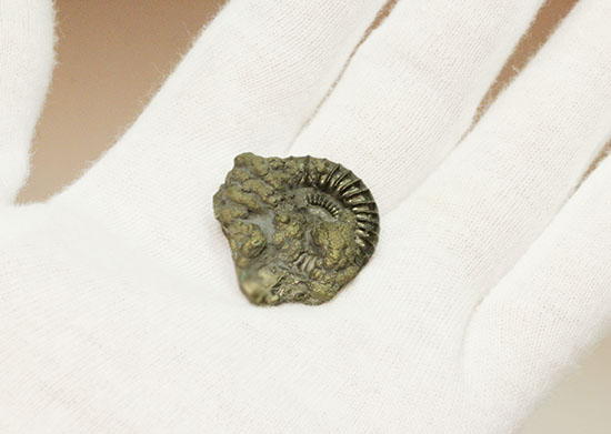 アンティークのような深い味わい！イングランド産の黄鉄鉱化