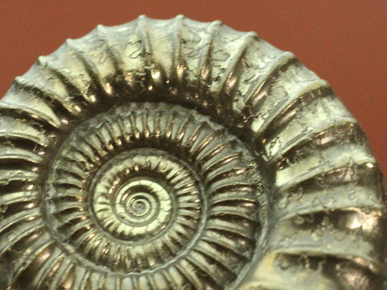 アンティークのような深い味わい！イングランド産の黄鉄鉱化