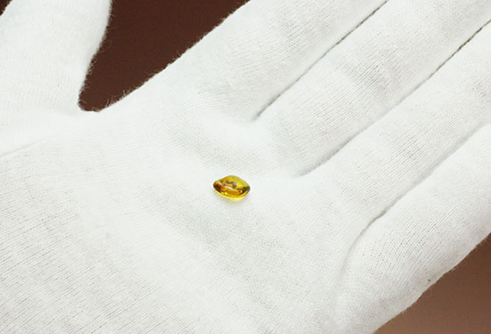 この小さな琥珀に、とてつもないロマンが詰まっています！おおよそ30myaのアリが内包！バルト海産虫入り琥珀(Amber)（その3）