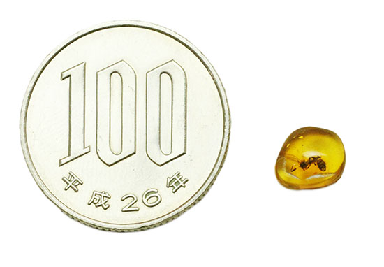 この小さな琥珀に、とてつもないロマンが詰まっています!おおよそ30myaのアリが内包!バルト海産虫入り琥珀(Amber)(その6)