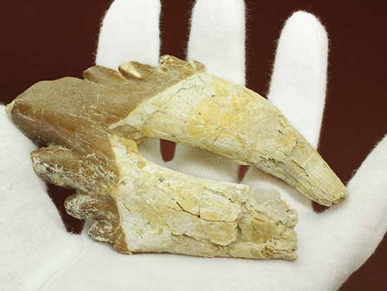 新生代の海中に生息していたモンスター、原始クジラ「ドルドン」の歯化石（その10）