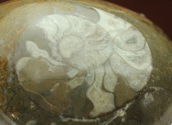 ボリュームのある初期型アンモナイト、ゴニアタイトポリッシュ標本（その2）