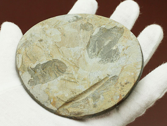 ボリュームのある初期型アンモナイト、ゴニアタイトポリッシュ標本（その4）