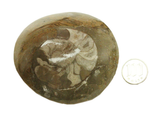 ボリュームのある初期型アンモナイト、ゴニアタイトポリッシュ標本（その8）