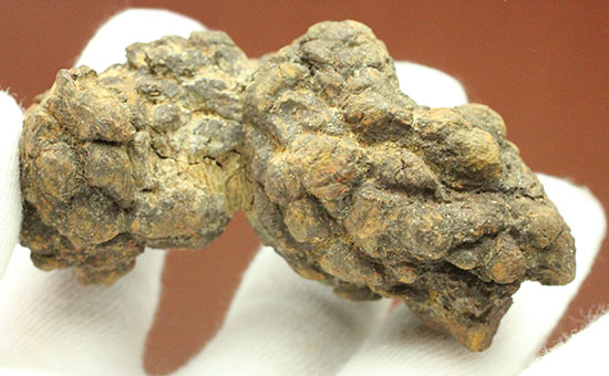 ザ・糞。古代の水棲生物が排泄した糞化石。(その2)