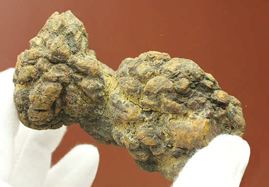 ザ・糞。古代の水棲生物が排泄した糞化石。(その3)