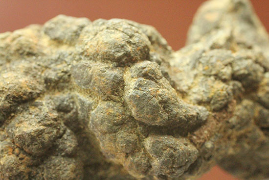 ザ・糞。古代の水棲生物が排泄した糞化石。(その4)
