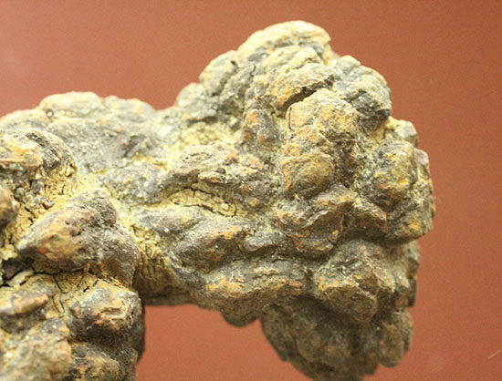 ザ・糞。古代の水棲生物が排泄した糞化石。(その5)