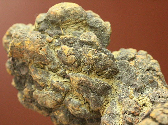 ザ・糞。古代の水棲生物が排泄した糞化石。（その6）