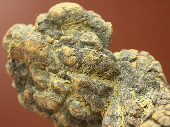 ザ・糞。古代の水棲生物が排泄した糞化石。(その6)