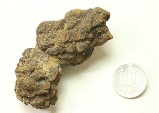 ザ・糞。古代の水棲生物が排泄した糞化石。(その7)