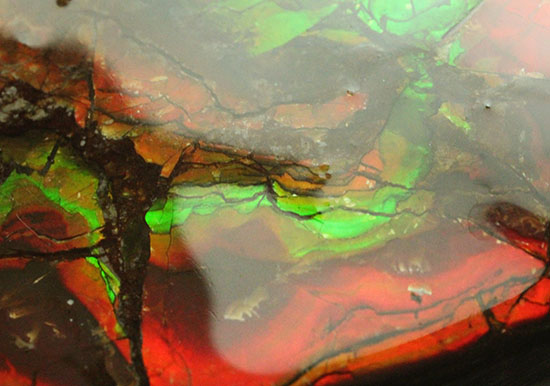 化石で唯一宝石として認定されているアンモライトの大型ピース。濃い赤と緑を堪能できます。（その3）