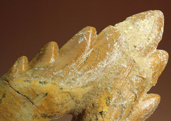 Pick up!! パーフェクト！原始クジラ「ドルドン」のミドルセクションの歯化石。（その14）
