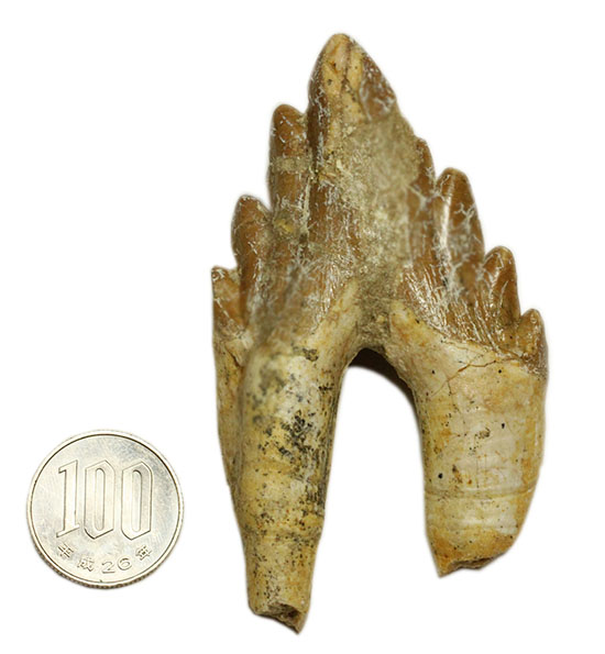 Pick up!! パーフェクト！原始クジラ「ドルドン」のミドルセクションの歯化石。（その16）