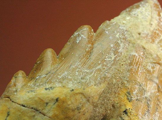 Pick up!! パーフェクト！原始クジラ「ドルドン」のミドルセクションの歯化石。（その3）