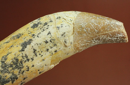 恐ろしい原始クジラ「ドルドン」の前歯の化石。古代にはこんな怖いクジラがいた！（その12）