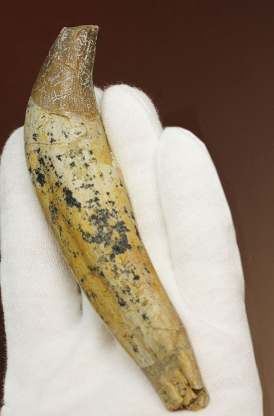 恐ろしい原始クジラ「ドルドン」の前歯の化石。古代にはこんな怖いクジラがいた！（その14）