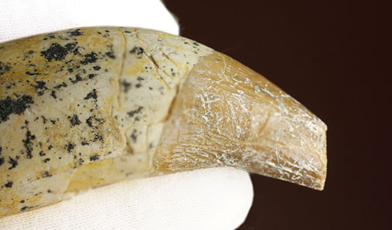 恐ろしい原始クジラ「ドルドン」の前歯の化石。古代にはこんな怖いクジラがいた！（その7）