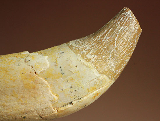 恐ろしい原始クジラ「ドルドン」の前歯の化石。古代にはこんな怖いクジラがいた！（その9）