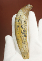 恐ろしい原始クジラ「ドルドン」の前歯の化石。古代にはこんな怖いクジラがいた！